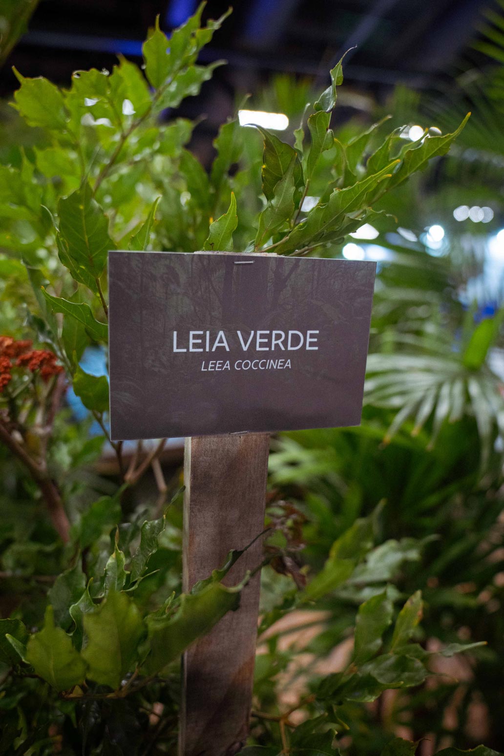 Régia-Capital—Dia-03-8